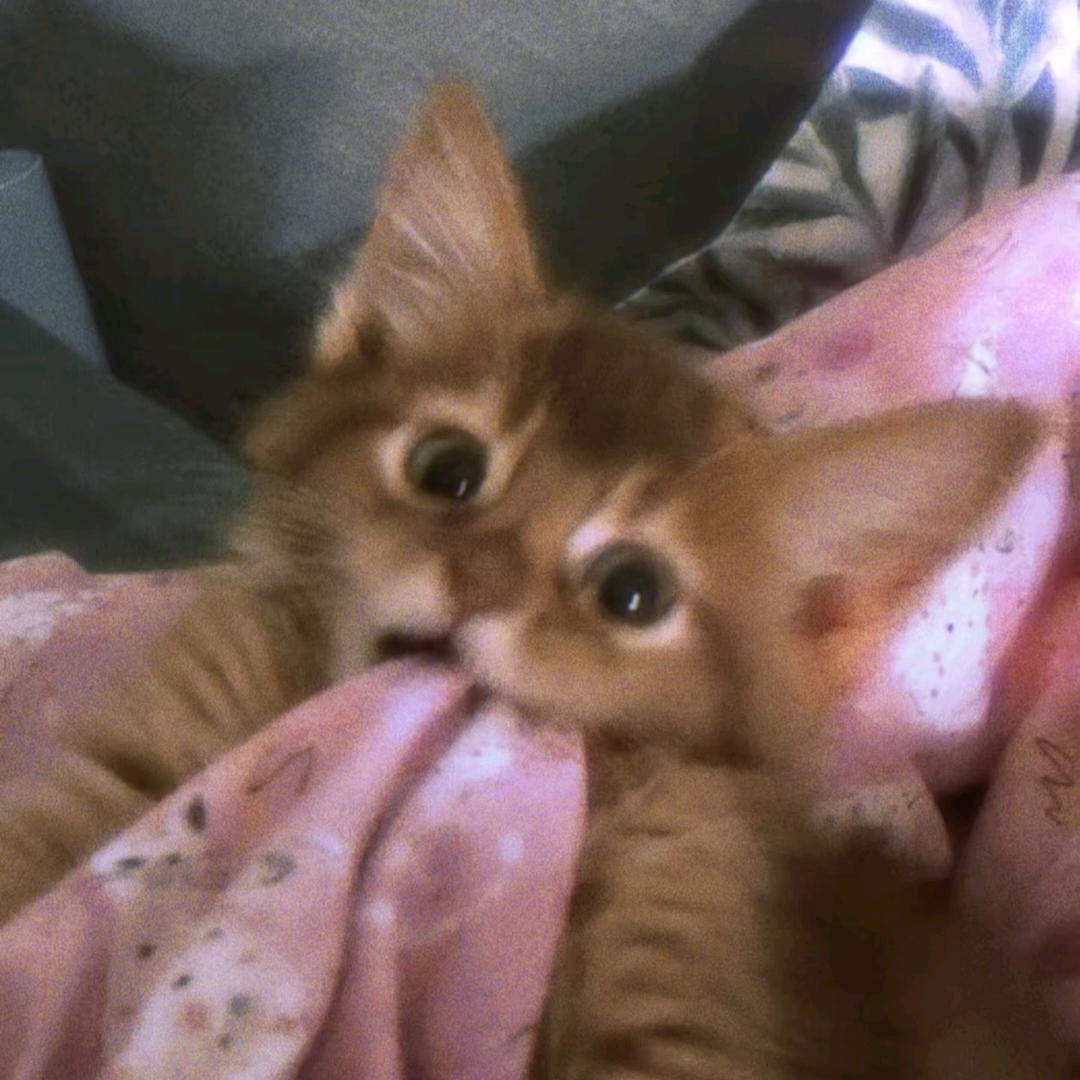 ₍˄·͈༝·͈˄*₎◞ ̑̑