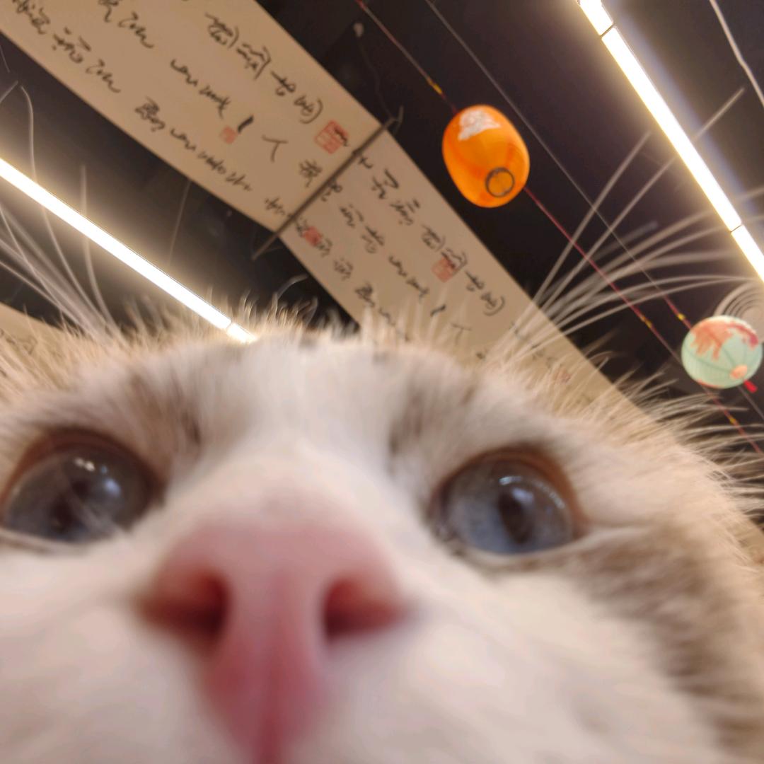 一条猫猫虫