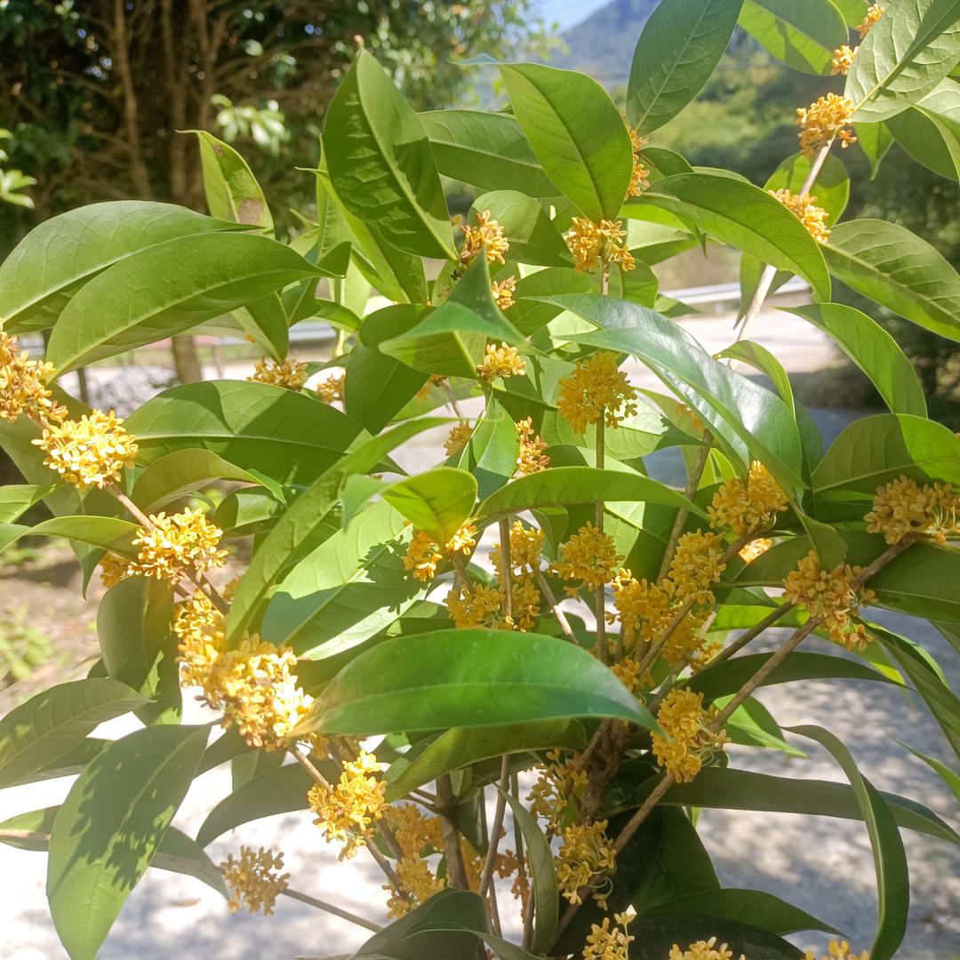 肯爱千金轻一笑