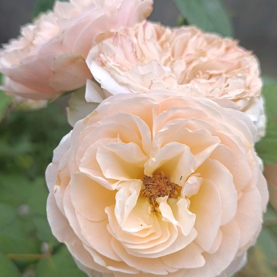 走马观花