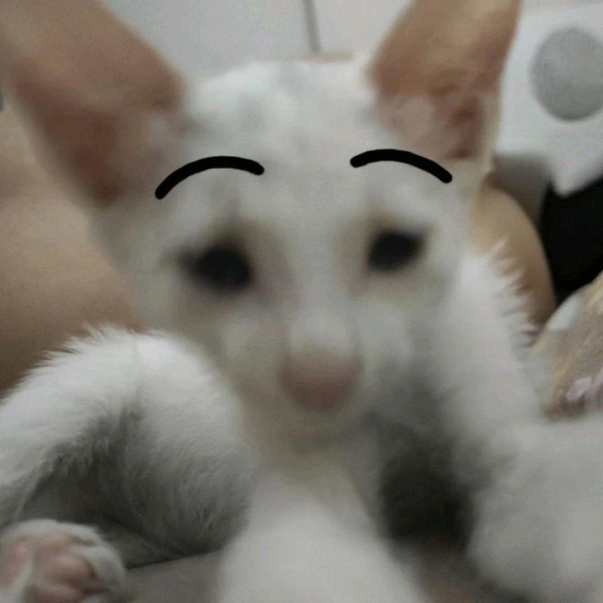 十五咪咪