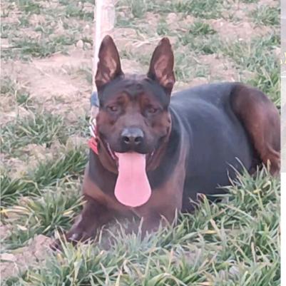 皖北黑豹系莱州红