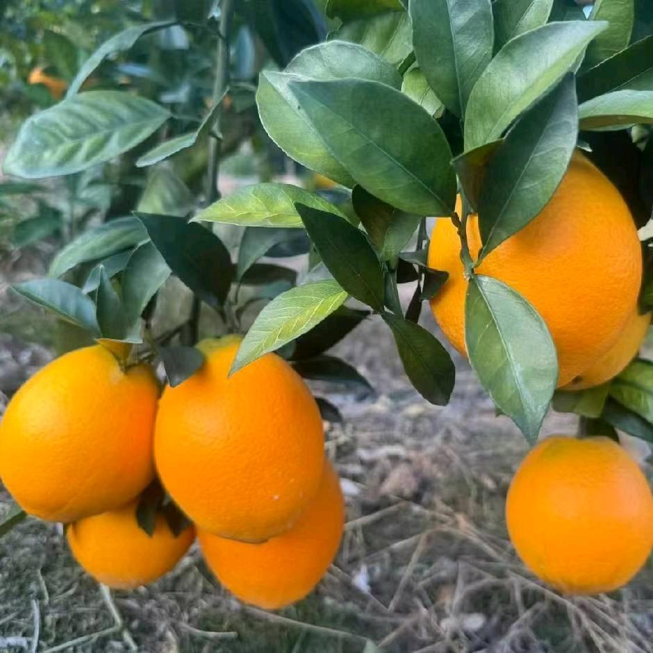 赣富脐橙