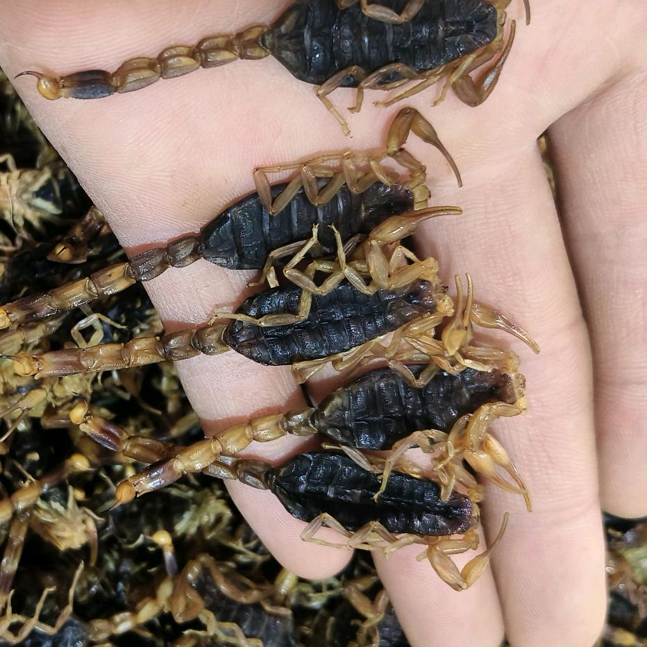 帅杨【全蝎】产地直销