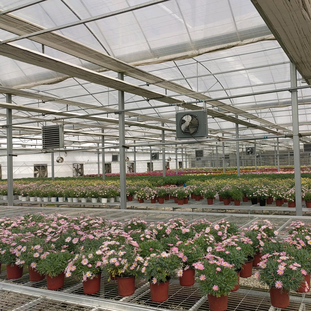 仙客来种植基地