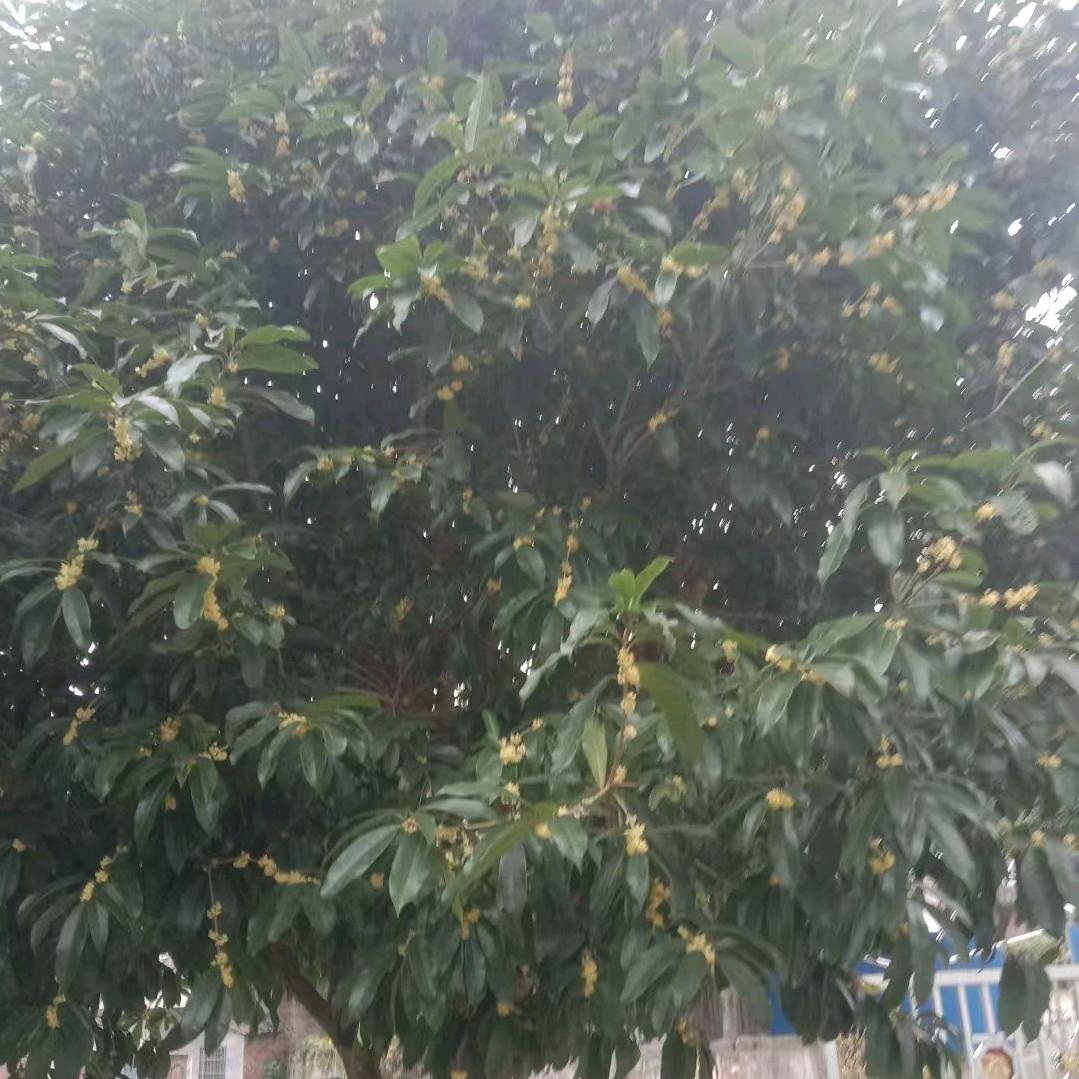 🌹梦想成真🌹