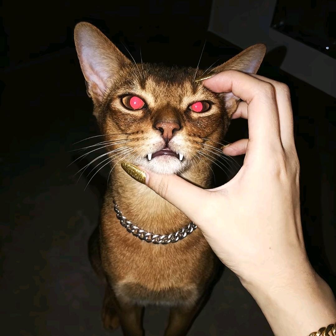 欧泡