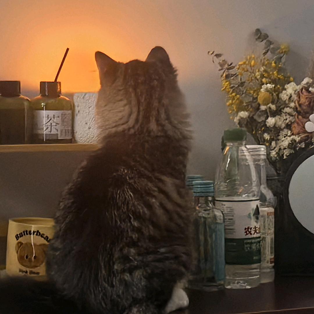 榴莲味的喵喵🐱