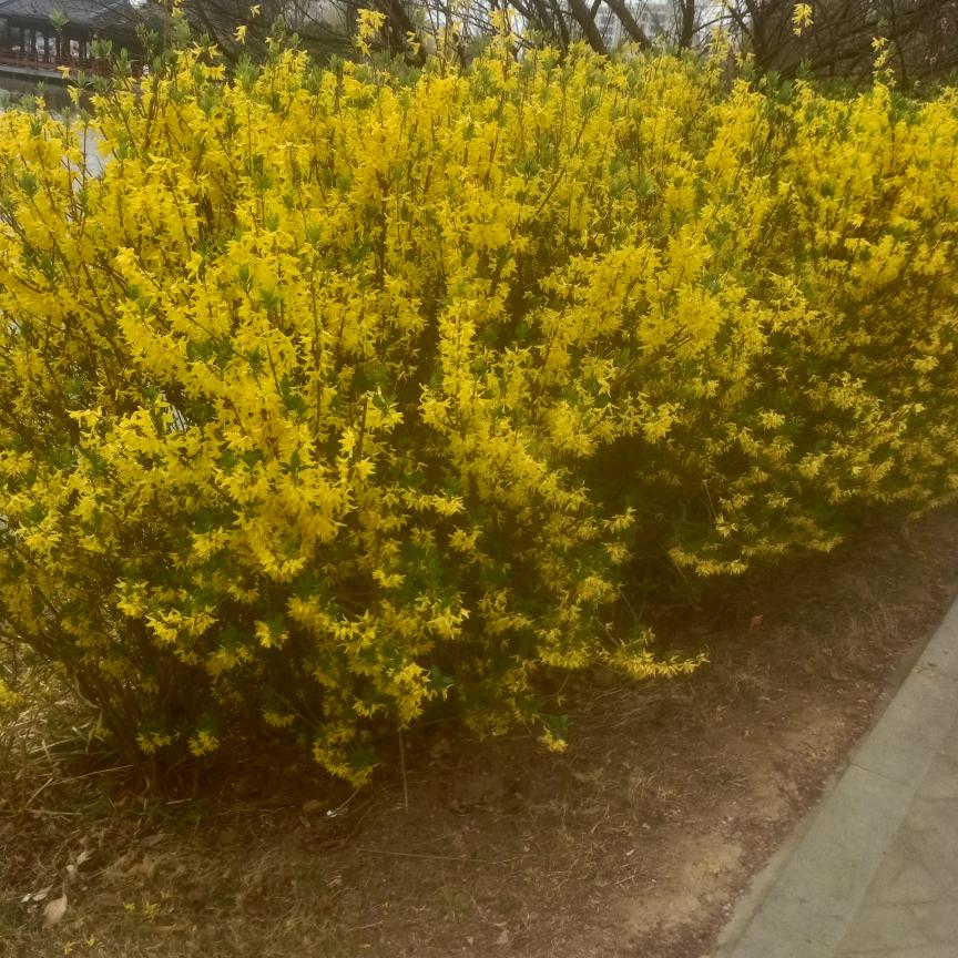 芳草.