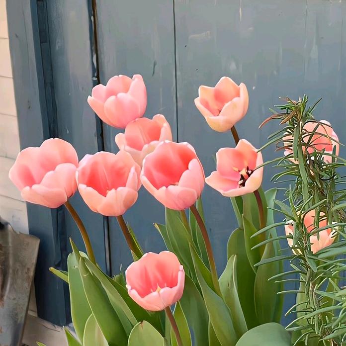 福满满绿植花卉