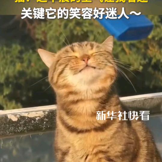 子非鱼安知鱼之乐