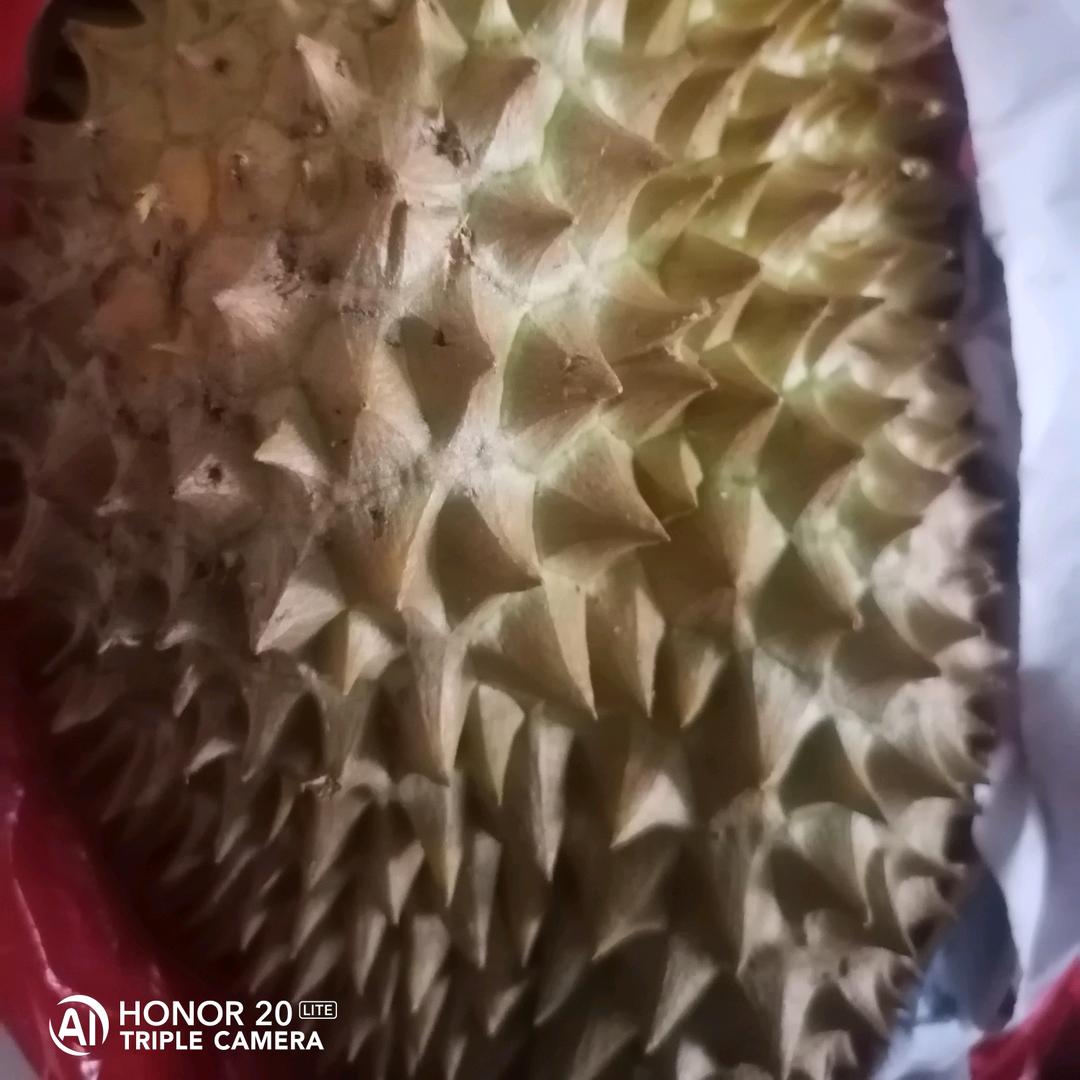 🌈🌈🍀🍀幸运草🌸