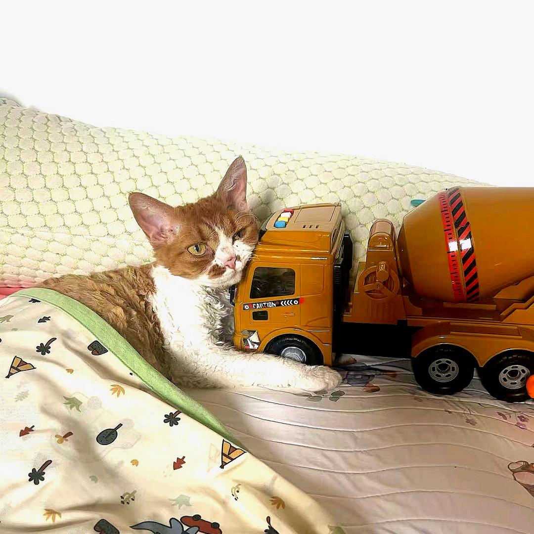 土豆土堆腿肚子