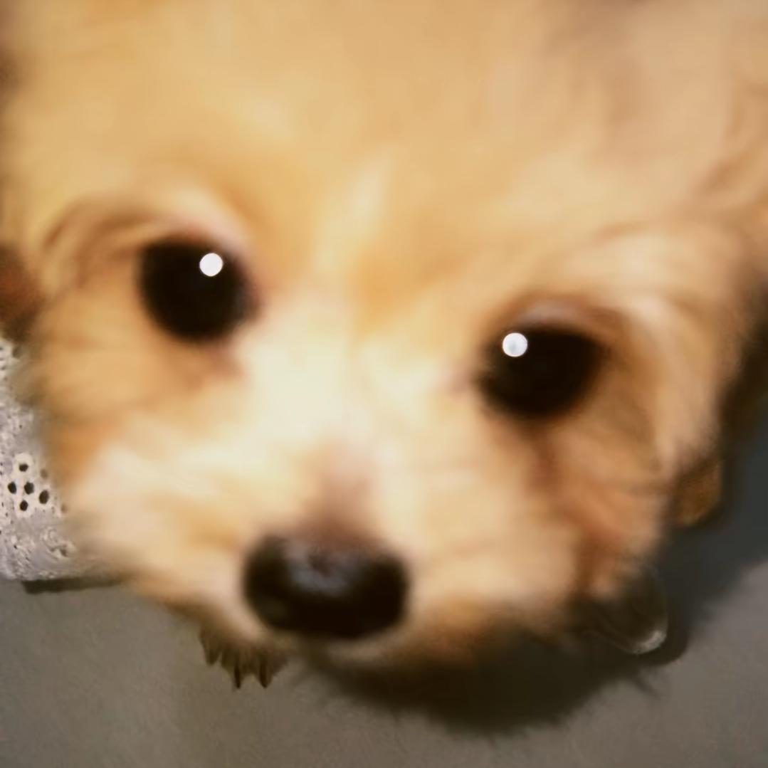 倒装句.（见过叉姬版）