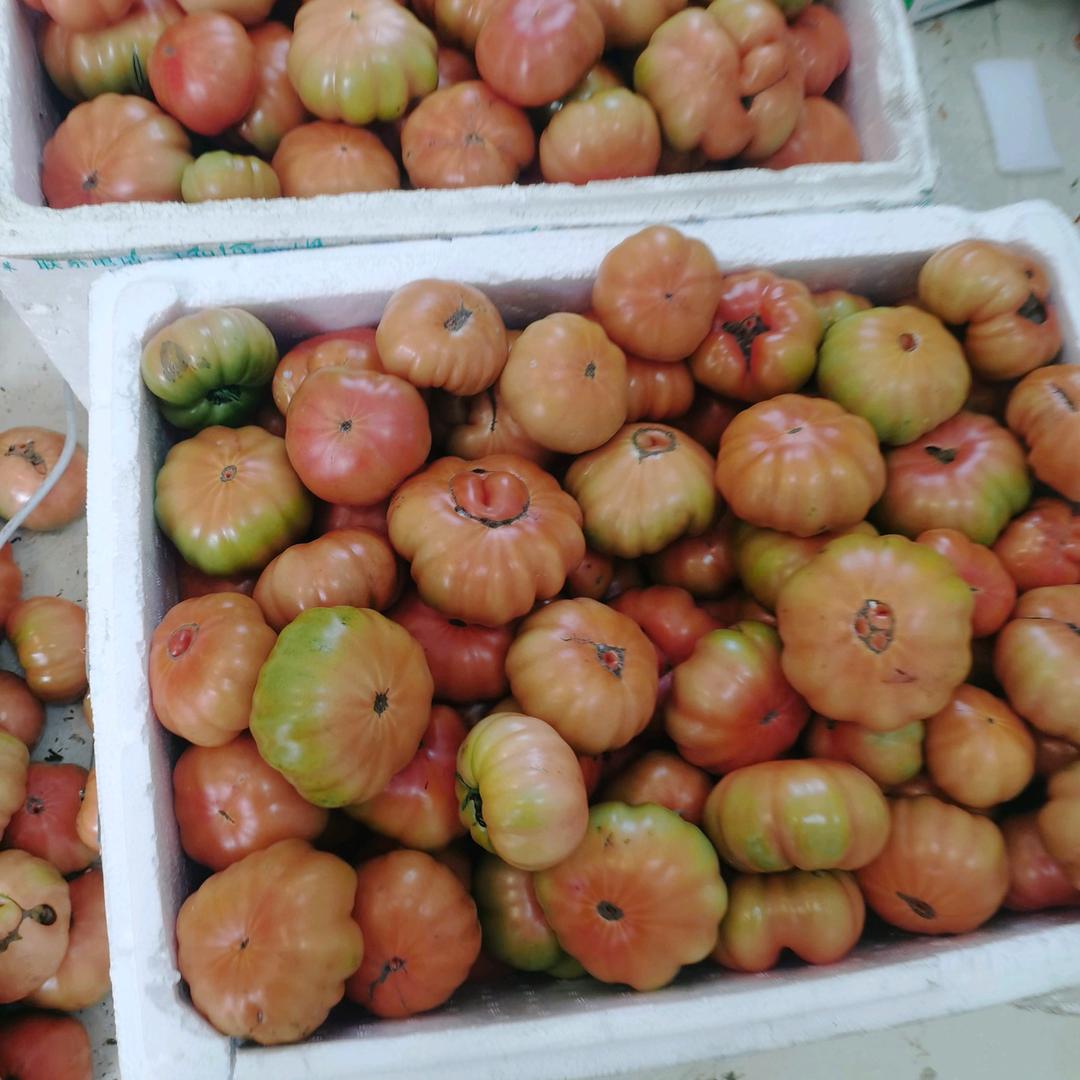 贵州纯天然老品种马蹄西红柿种植