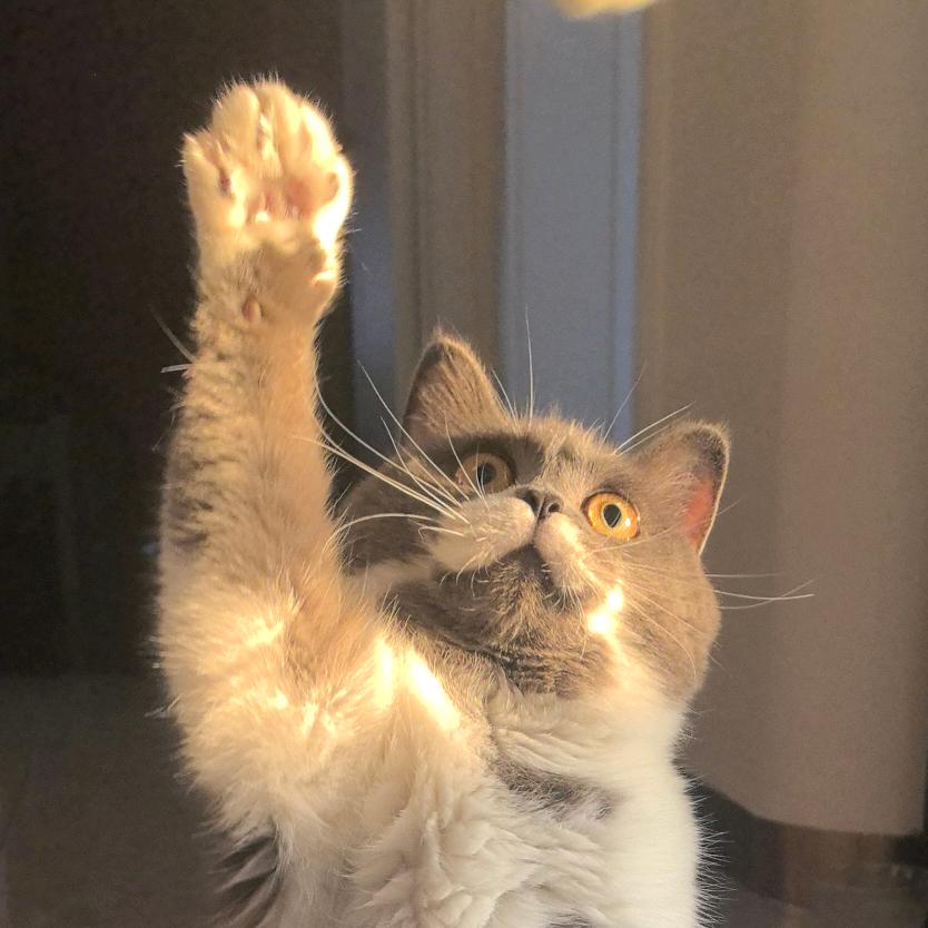 Luna🐈
