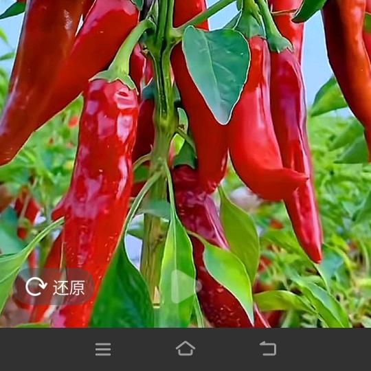 花开花落花有期
