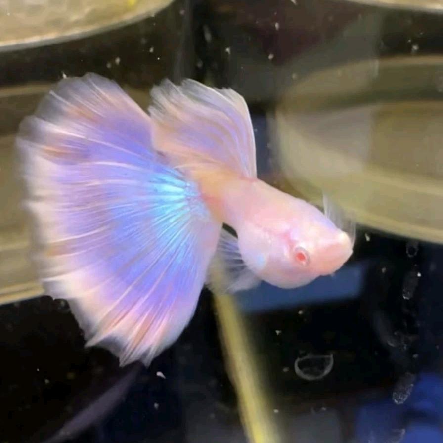 卢氏县萱钰水产工作室（个体工商户）