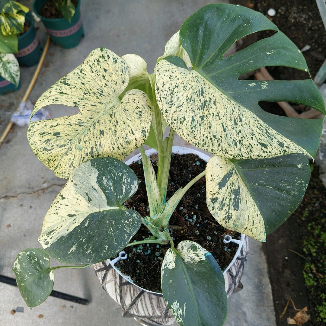 繁花部落园艺