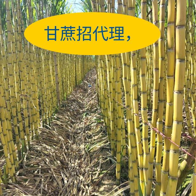 虞城县宜卓水果店（精品甘蔗批发）