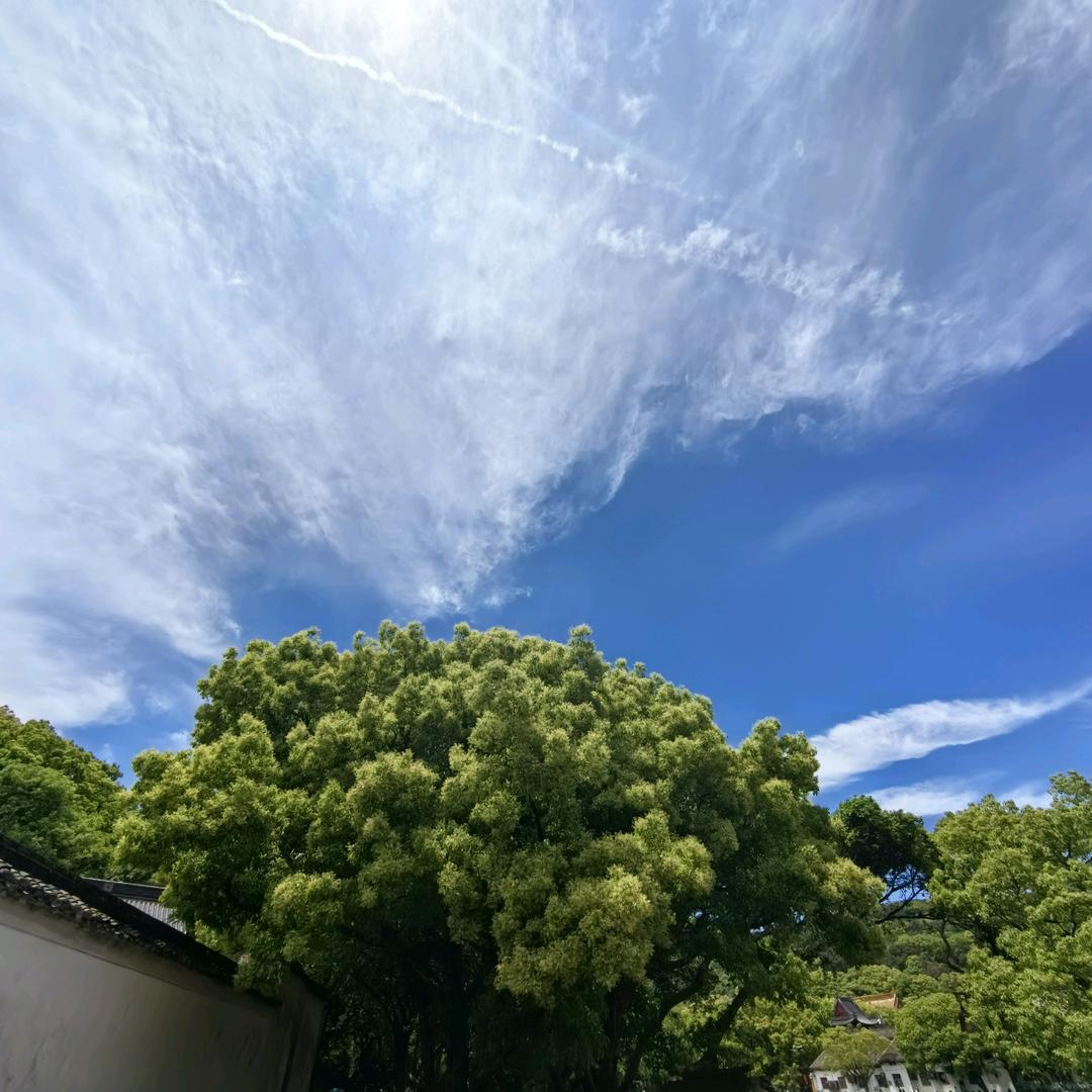 东营宝猪