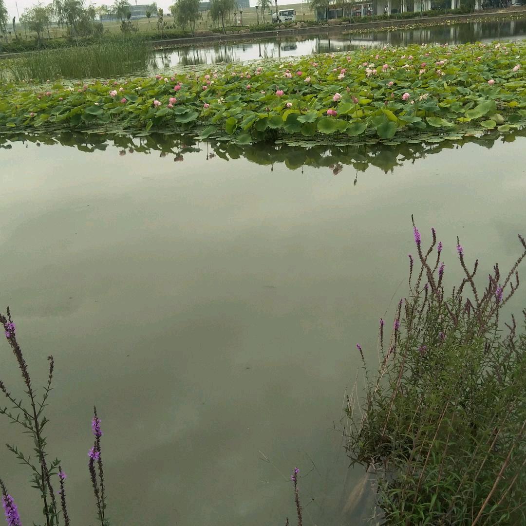 自由飞翔