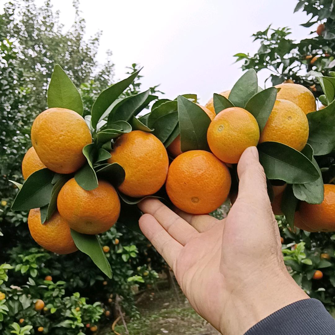 荣县正紫（水果代办）雪峰农场