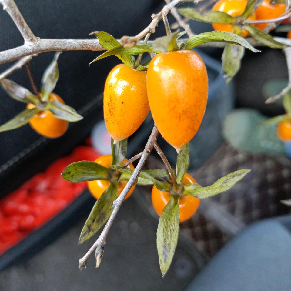 @(ღ˘⌣˘ღ)缘相聚