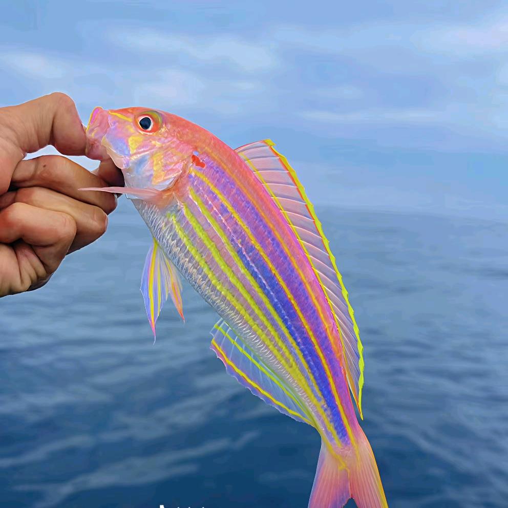 🎣孙老师爱钓鱼