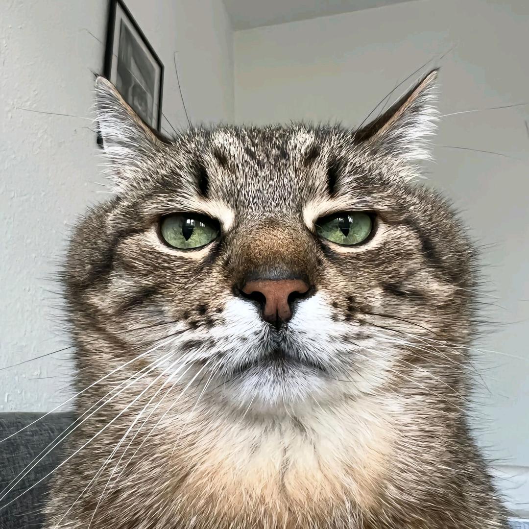 不该