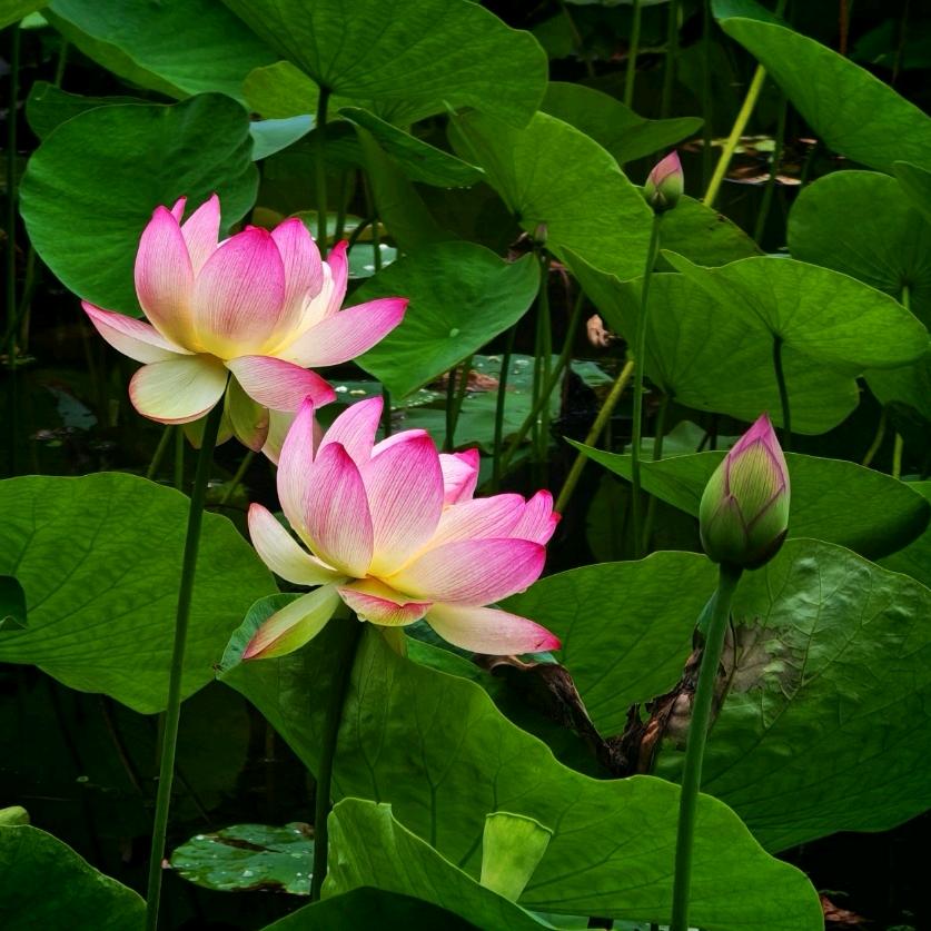 如芸