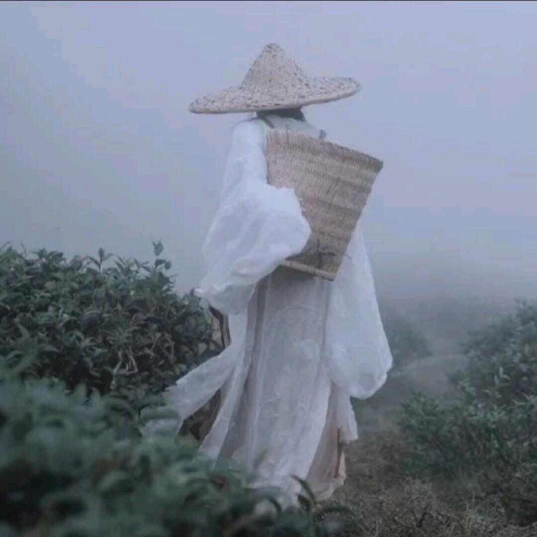 一碗杨椿面.