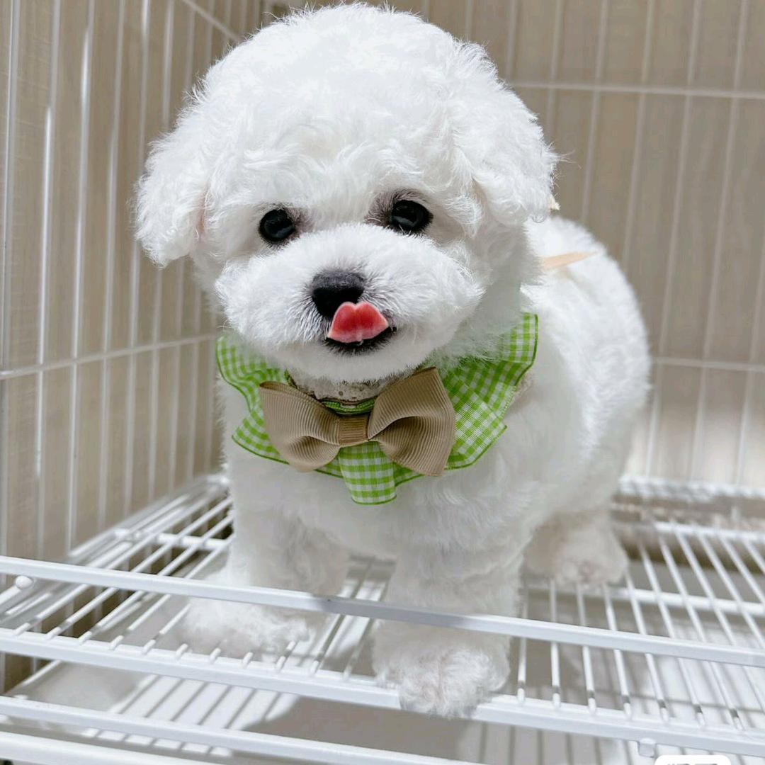 爱犬之家