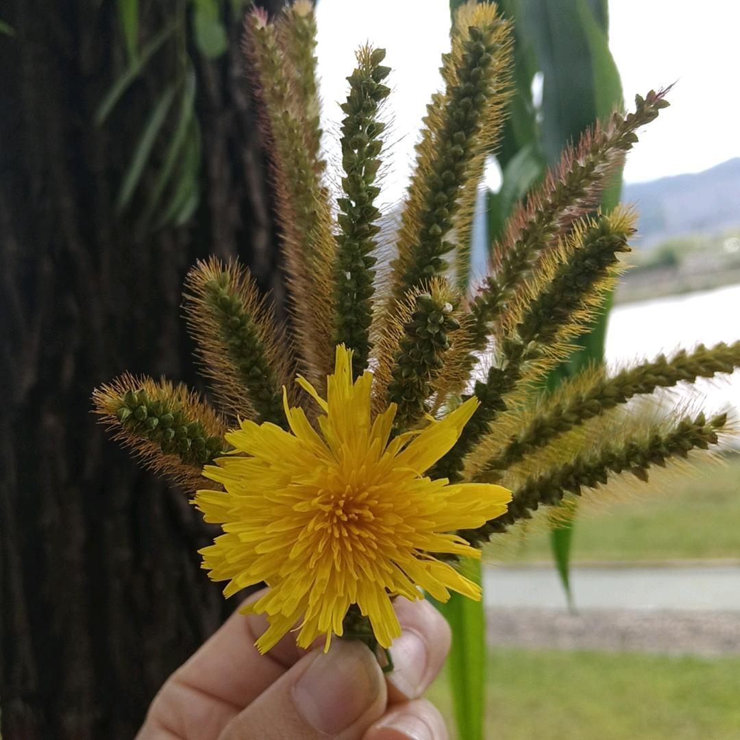 夏初