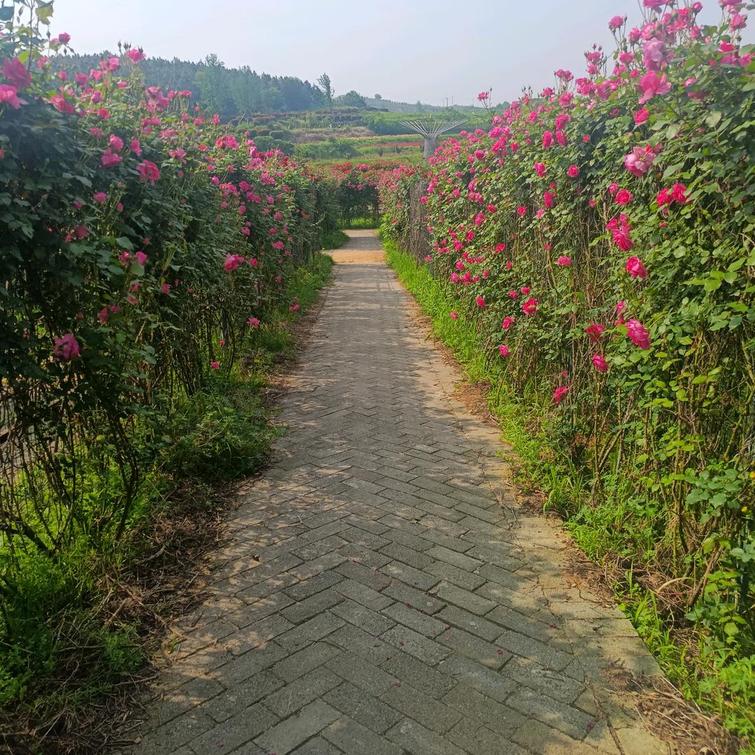 春天的太阳