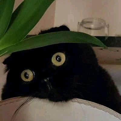 土豆的儿子叫薯条