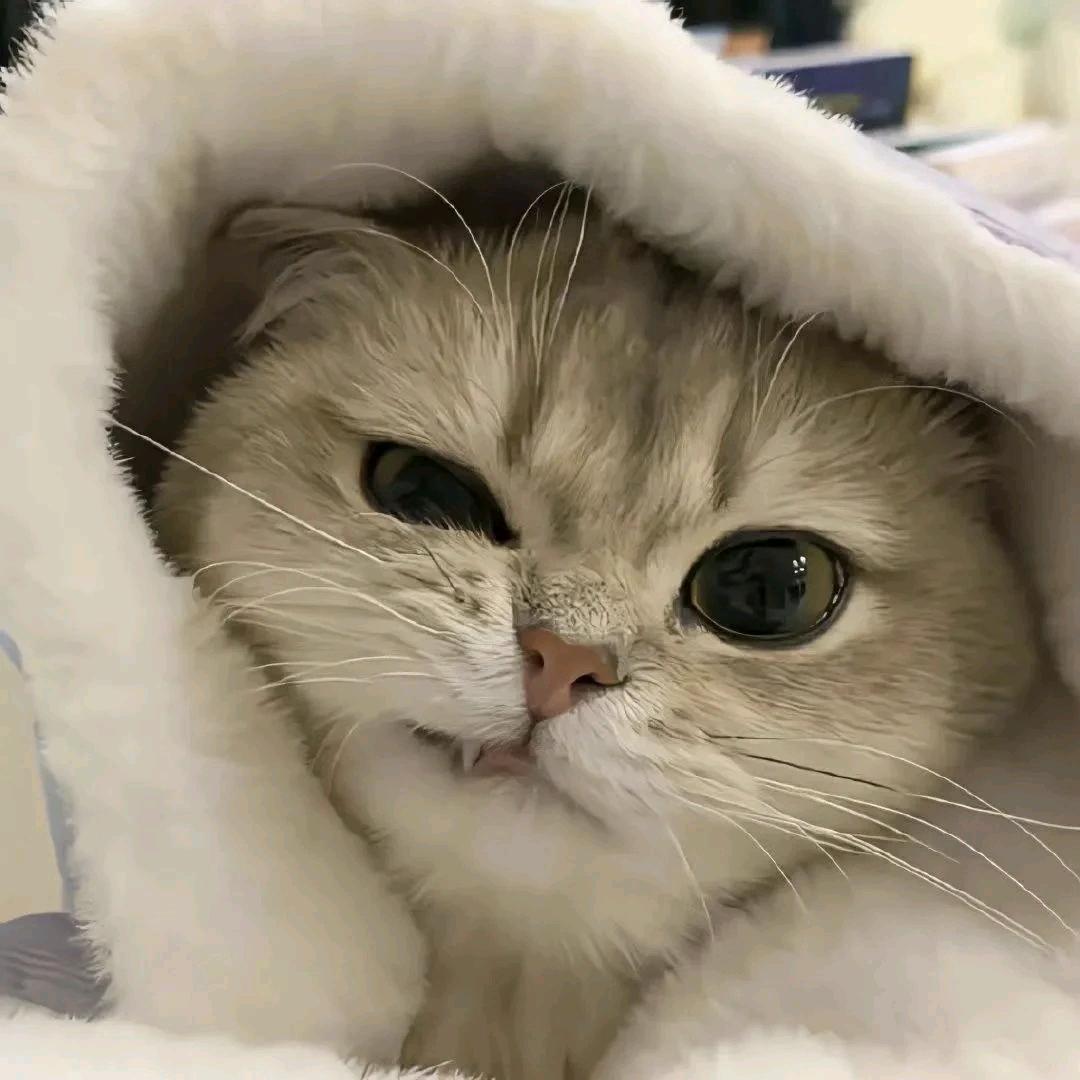 Vv头像