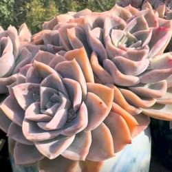 ( ͡°❥ ͡°)见喜( •͈ᴗ⁃͈)ᓂ