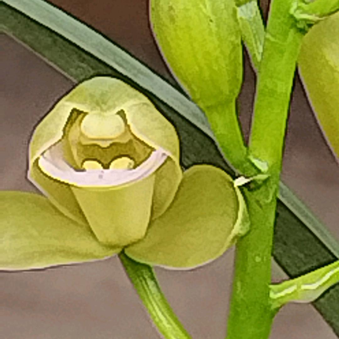 用户2017550470966水平花草。