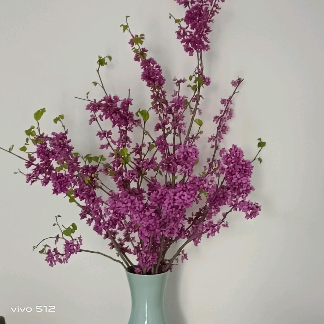 ༺ཌ云深不知处ༀཉི