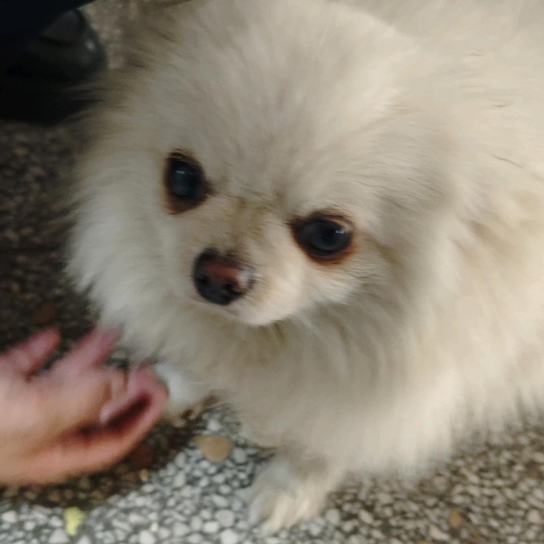 迪士尼在逃公组