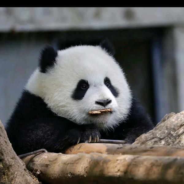 过路🐼