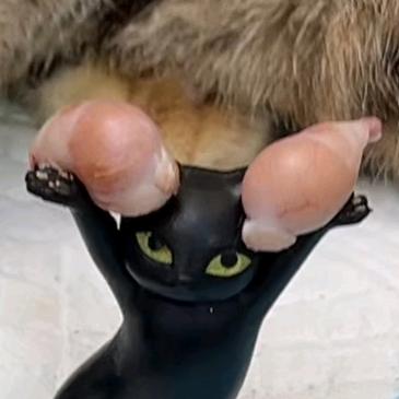 完美菊花只有107褶