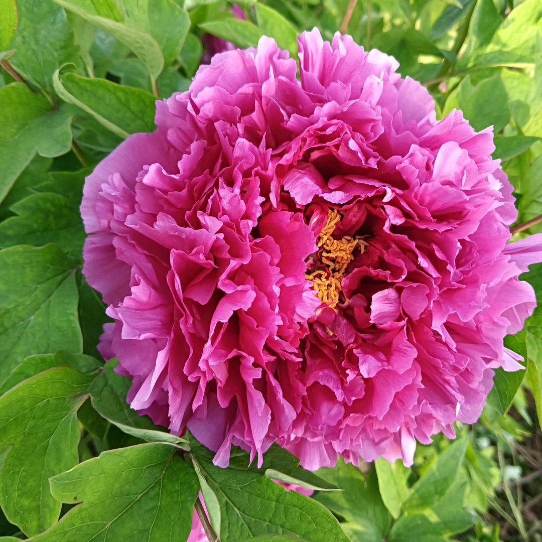 洛阳刘家牡丹花卉园艺