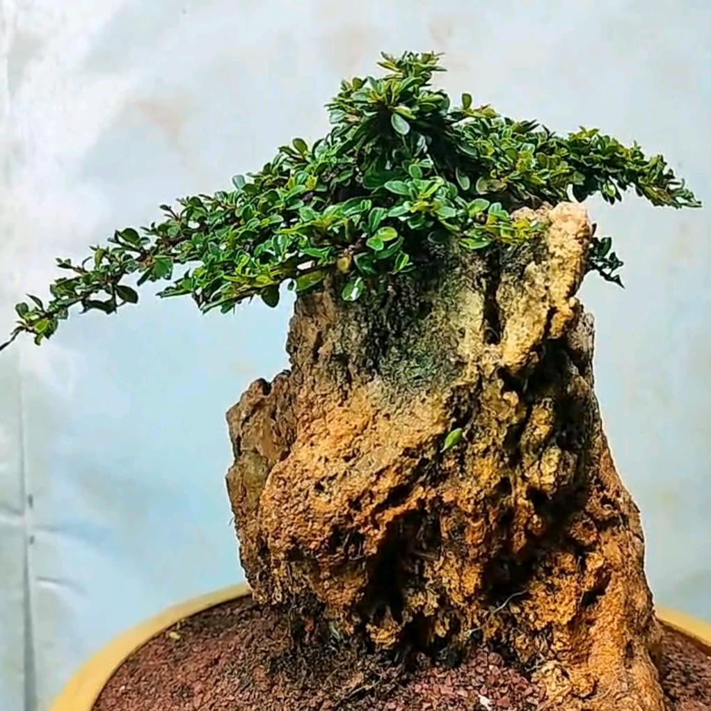 意境圣雅