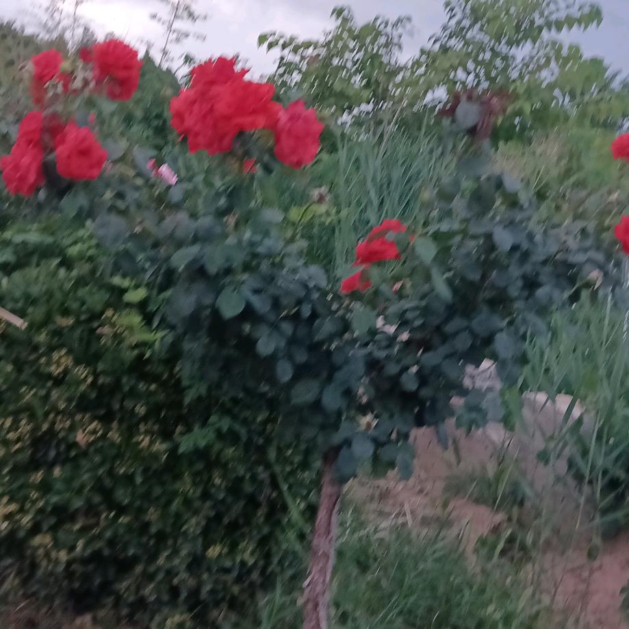 烟花三月下扬州。