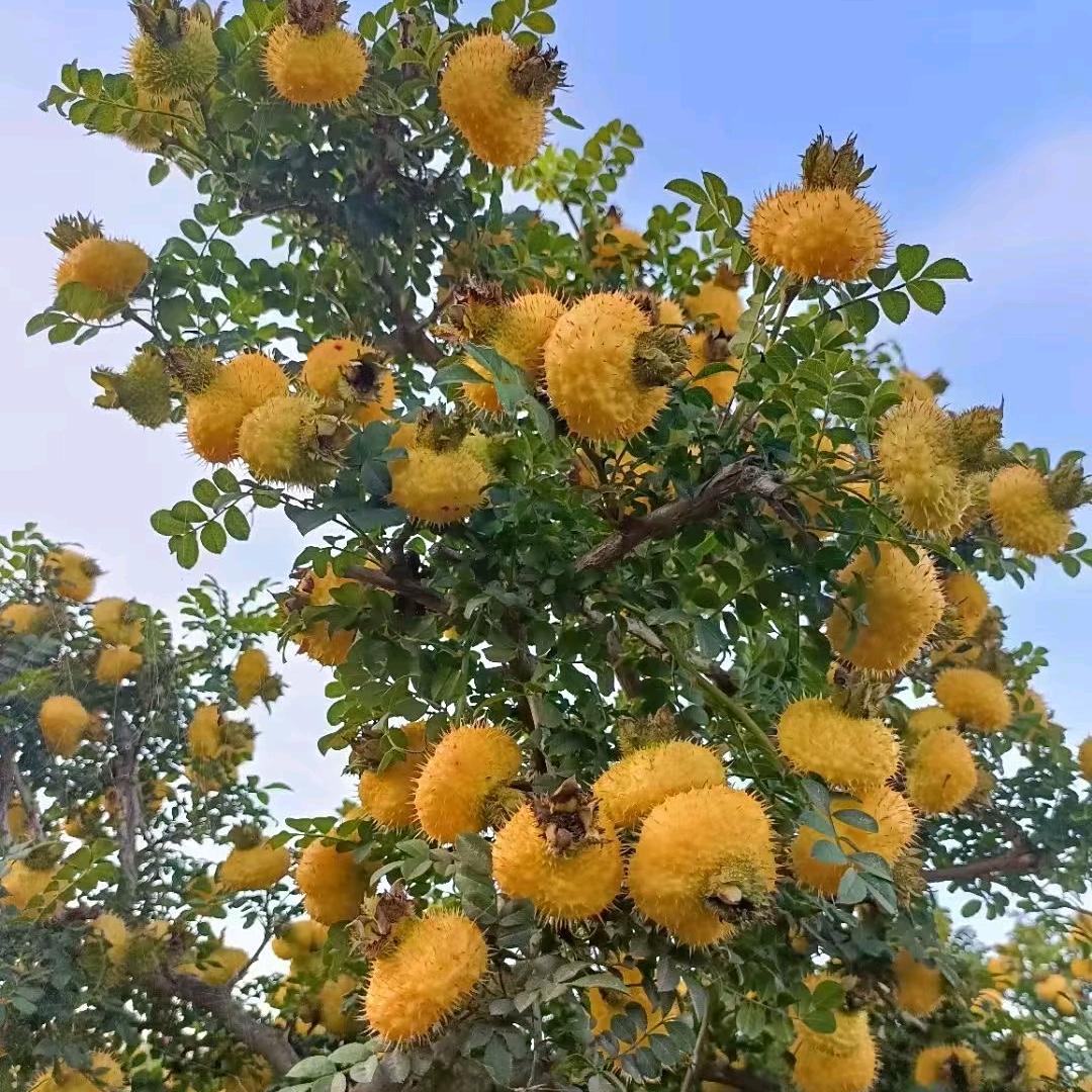 小英
