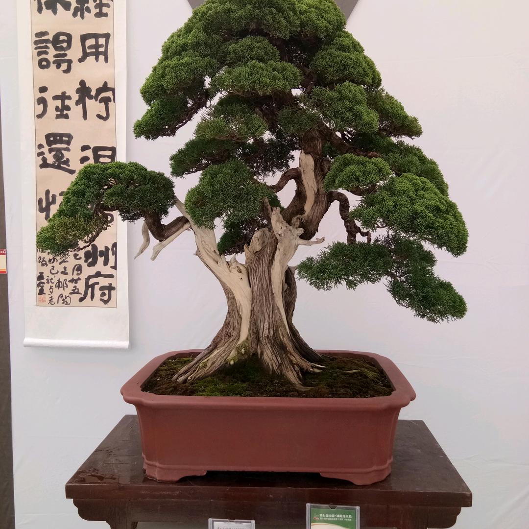 广宥婉花卉