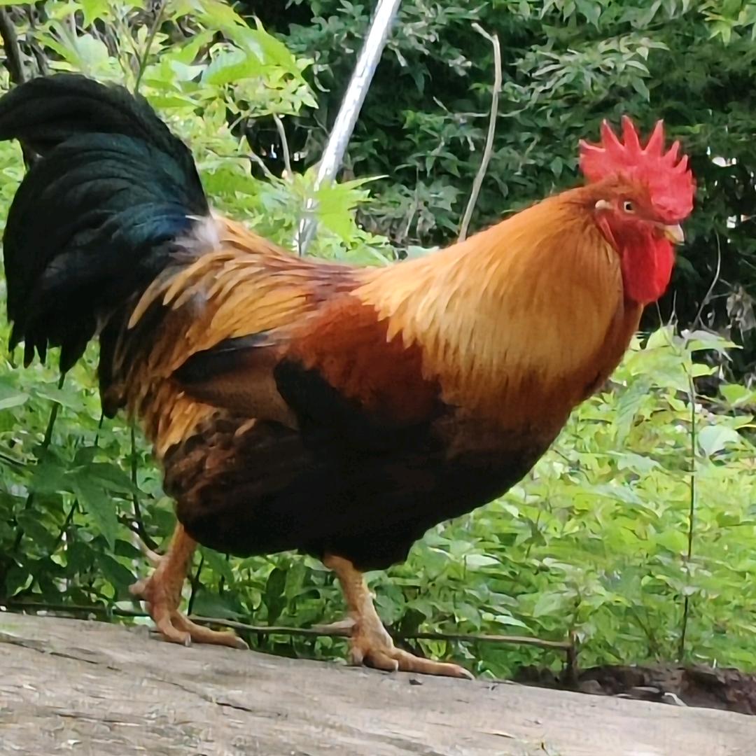 攸县莲塘坳雅农家庭农场（个体工商户）