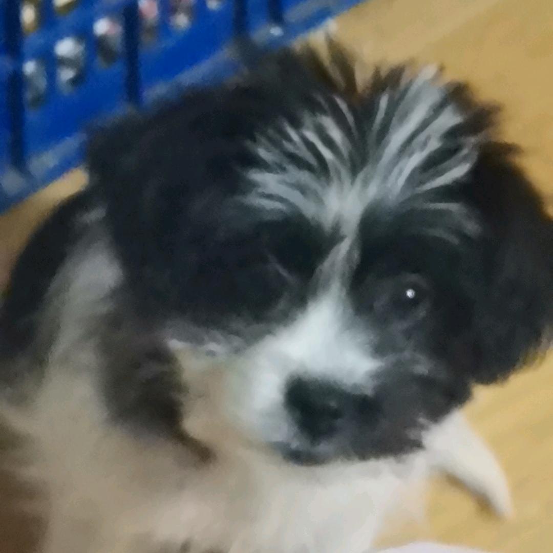 奥利奥